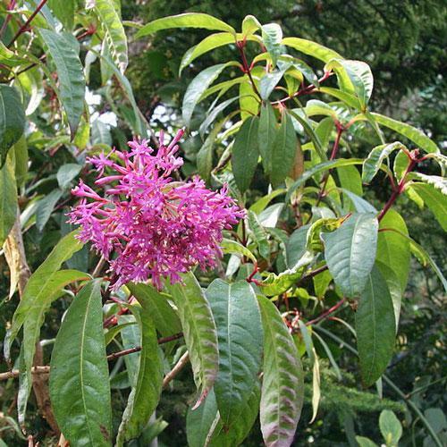 Fuchsia paniculata | Shrubby or Paniculate Fuchsia | 20 Seeds gallery