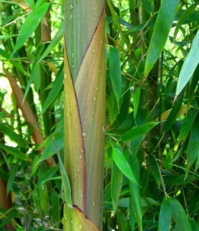 Bamboo Red Margin Phyllostachys Rubromarginata Bare Root Plant 2cnt rhizomes gallery