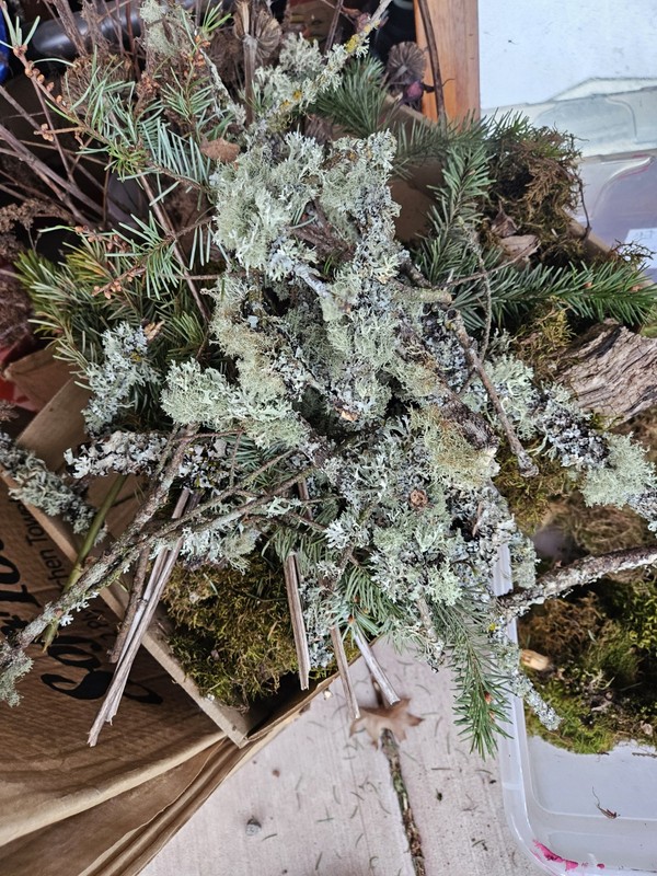 Litchen And Air Plants gallery