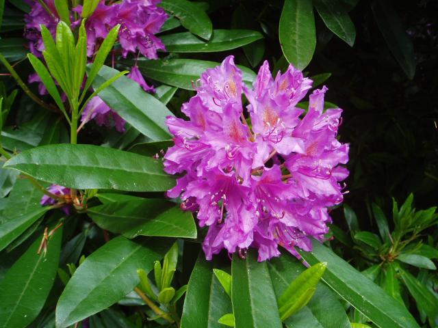 Rosebay Rhododendron, Rhododendron maximum, Shrub Seeds (Showy Evergreen) gallery