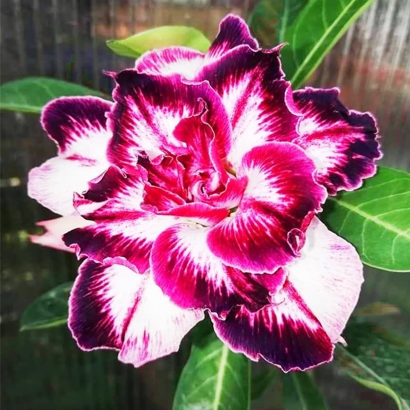 125+ Mixed Color Desert Rose Seeds for Planting - Adenium Obesum Succulent Seeds gallery
