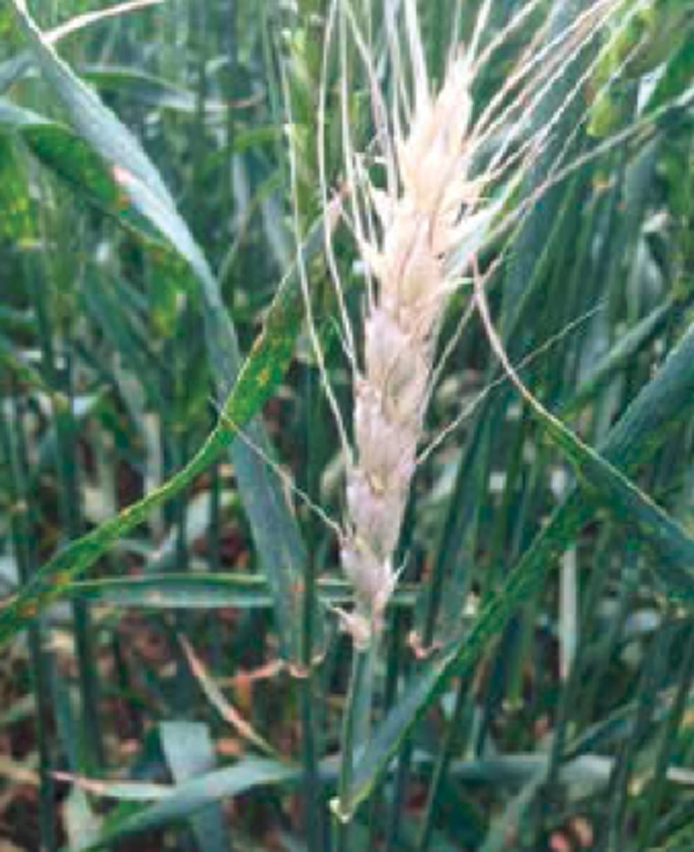 Peruvian White Barley Seeds (300) / Cereal Grain / RARE / gallery