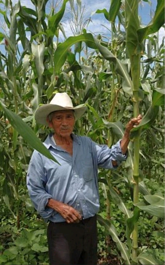Nayarit Jala Blanco Corn Seeds (30) / MEXICAN HEIRLOOM / 13ft Stalks / 17in Cobs gallery