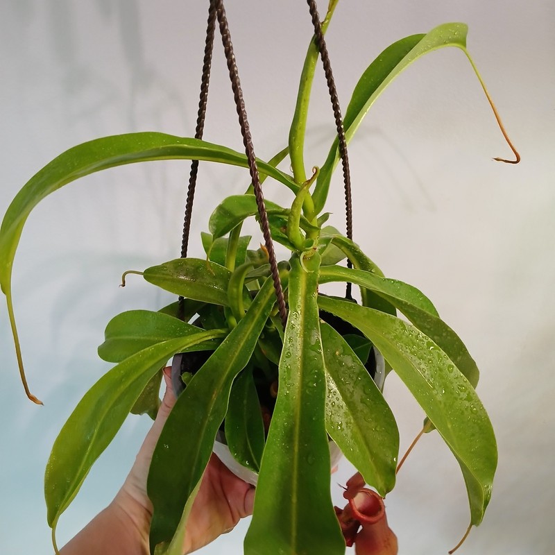 Pitcher Plant gallery