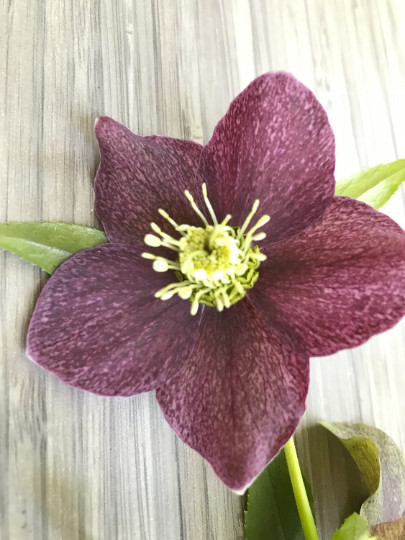 Hellebores Lenten Rose Ruby Red ONE (1) Bareroot Healthy Well Rooted Plant gallery