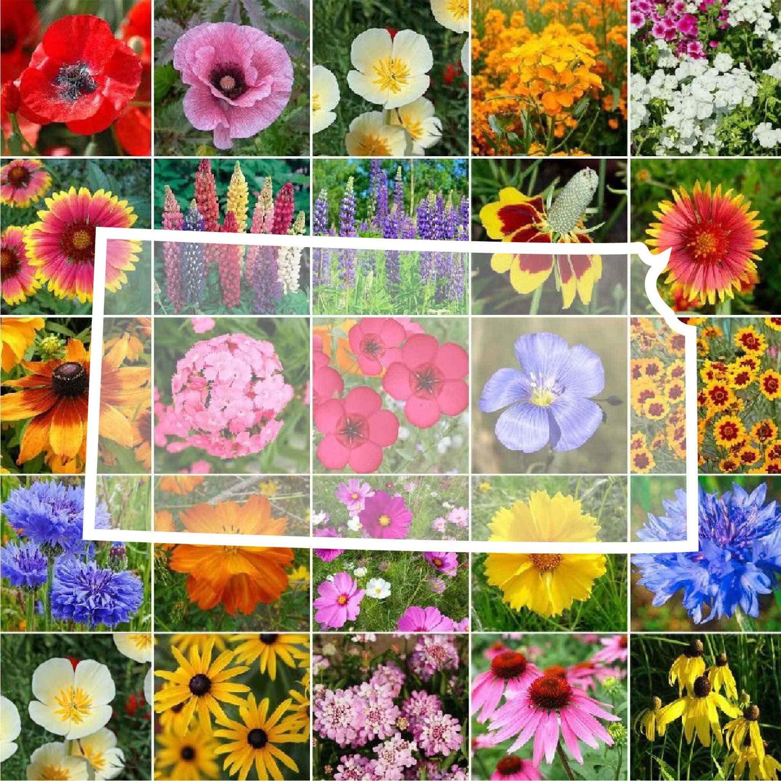 Wildflower KANSAS State Flower Mix Perennials & Annuals USA Non-GMO 1000 Seeds gallery