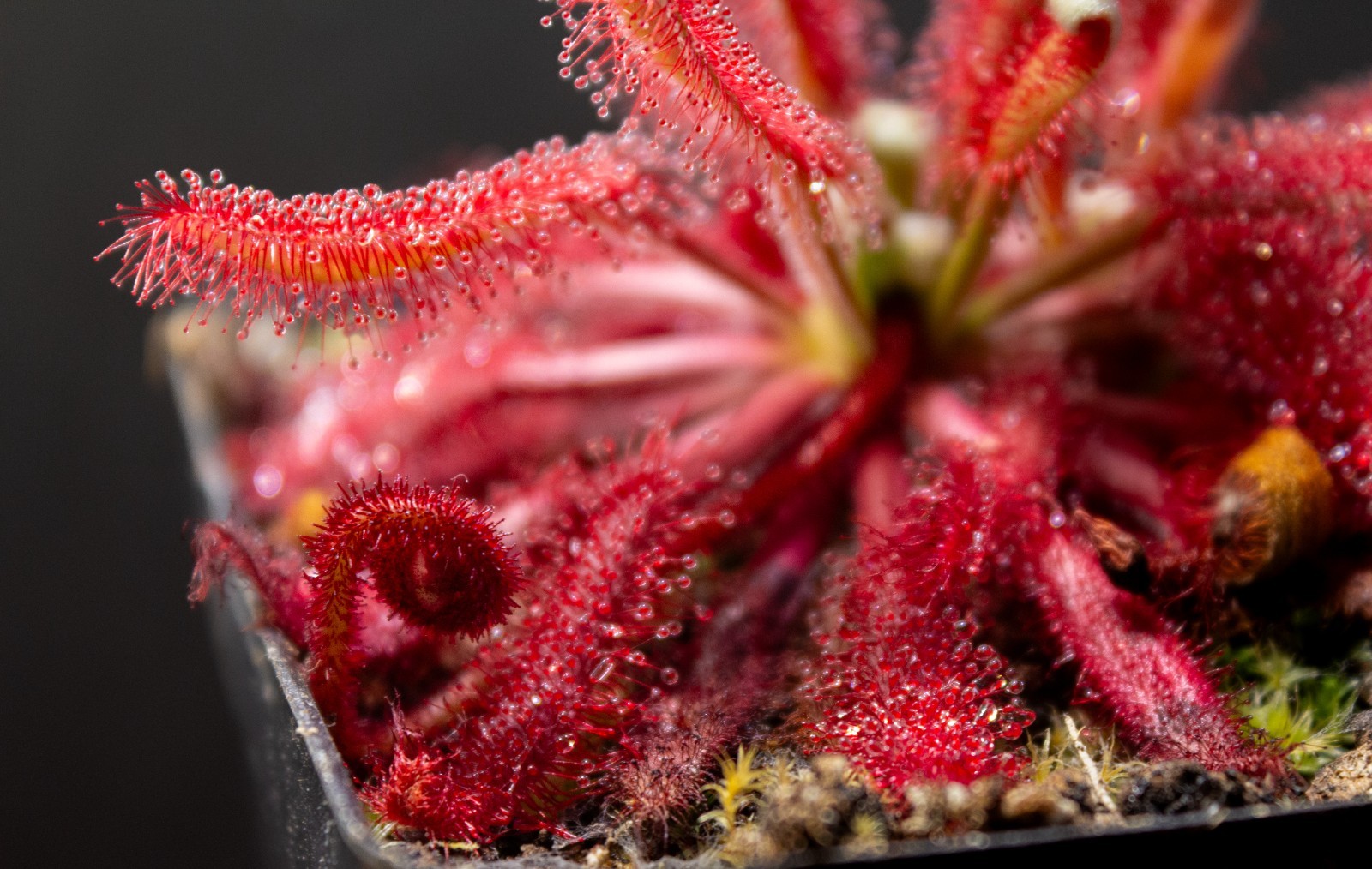 Drosera Ascendens {Sempre Vivas} - LIVE Carnivorous Plant, Sundew gallery
