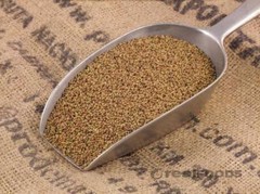 Sprouting Seeds Certified (NON-GMO) Organic Alfalfa Seeds
