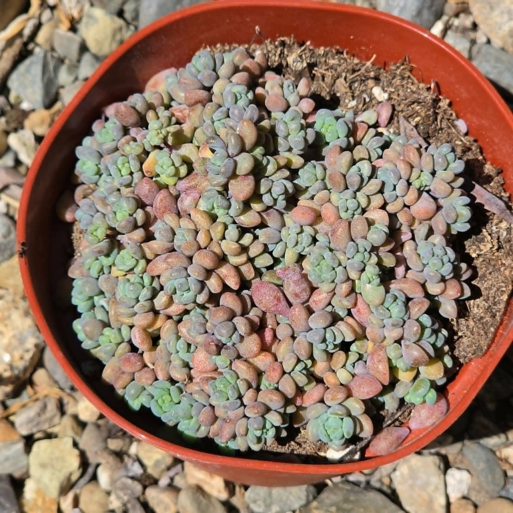 Sedum dasyphyllum 'Major'