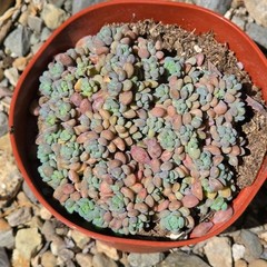 Sedum dasyphyllum ‘Major’