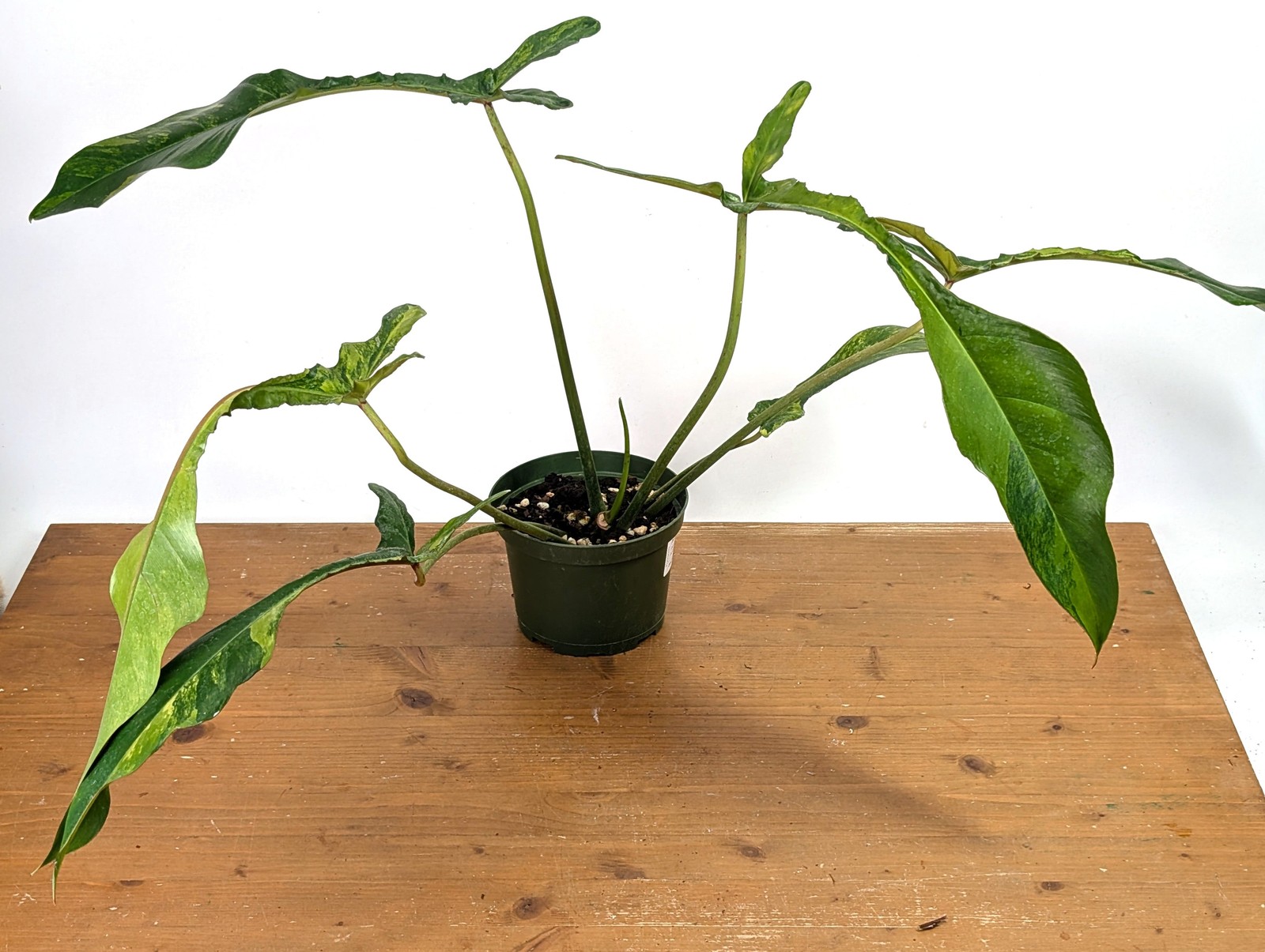 Philodendron Joepii Variegated Aurea - Exact Plant #13A gallery