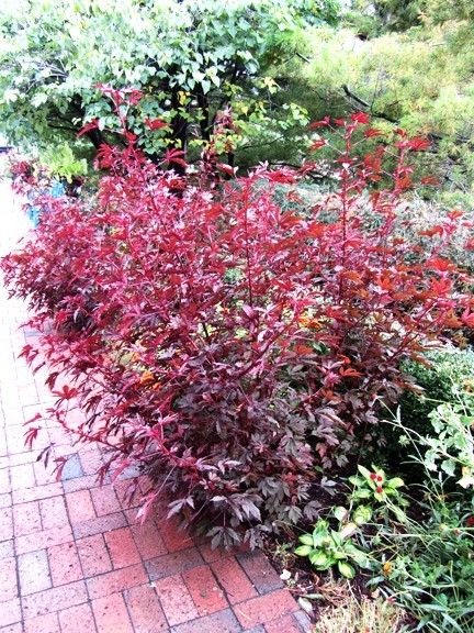 Hibiscus acetosella rare cranberry False roselle medicinal Edible plant 15 seeds gallery