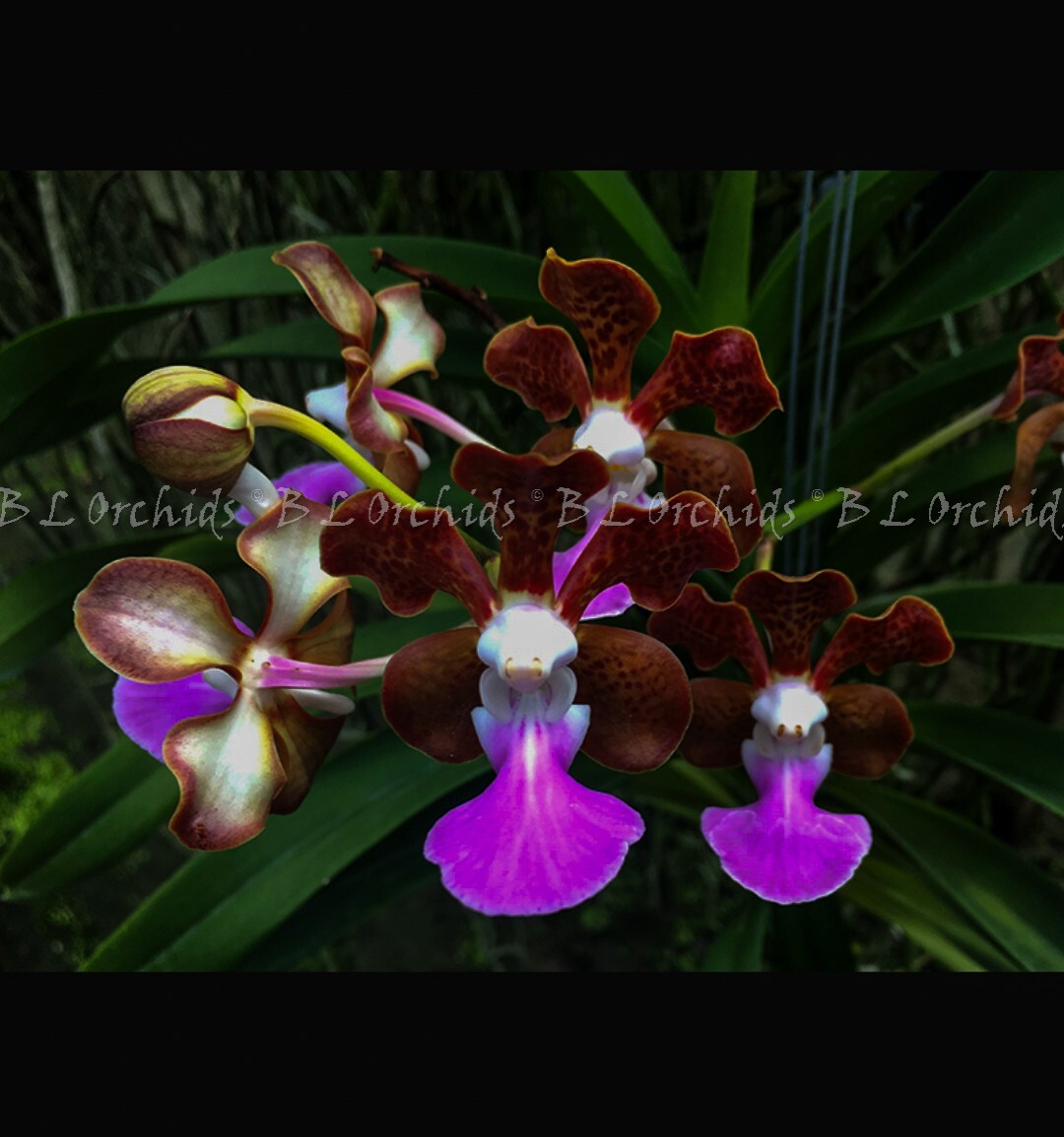 Vanda insignis gallery