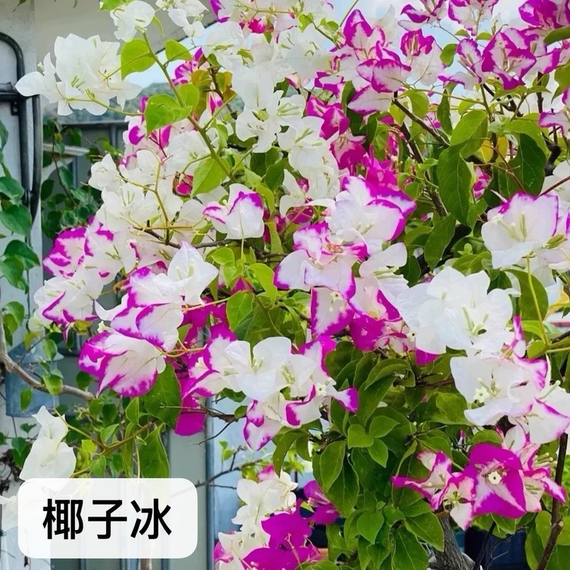 Multi color Yezibing 椰子冰三角梅Coconut Ice bougainvillea Medium Bonsai Bare Root gallery