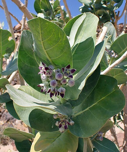 Calotropis procera | Sodom Apple | 20 Seeds gallery