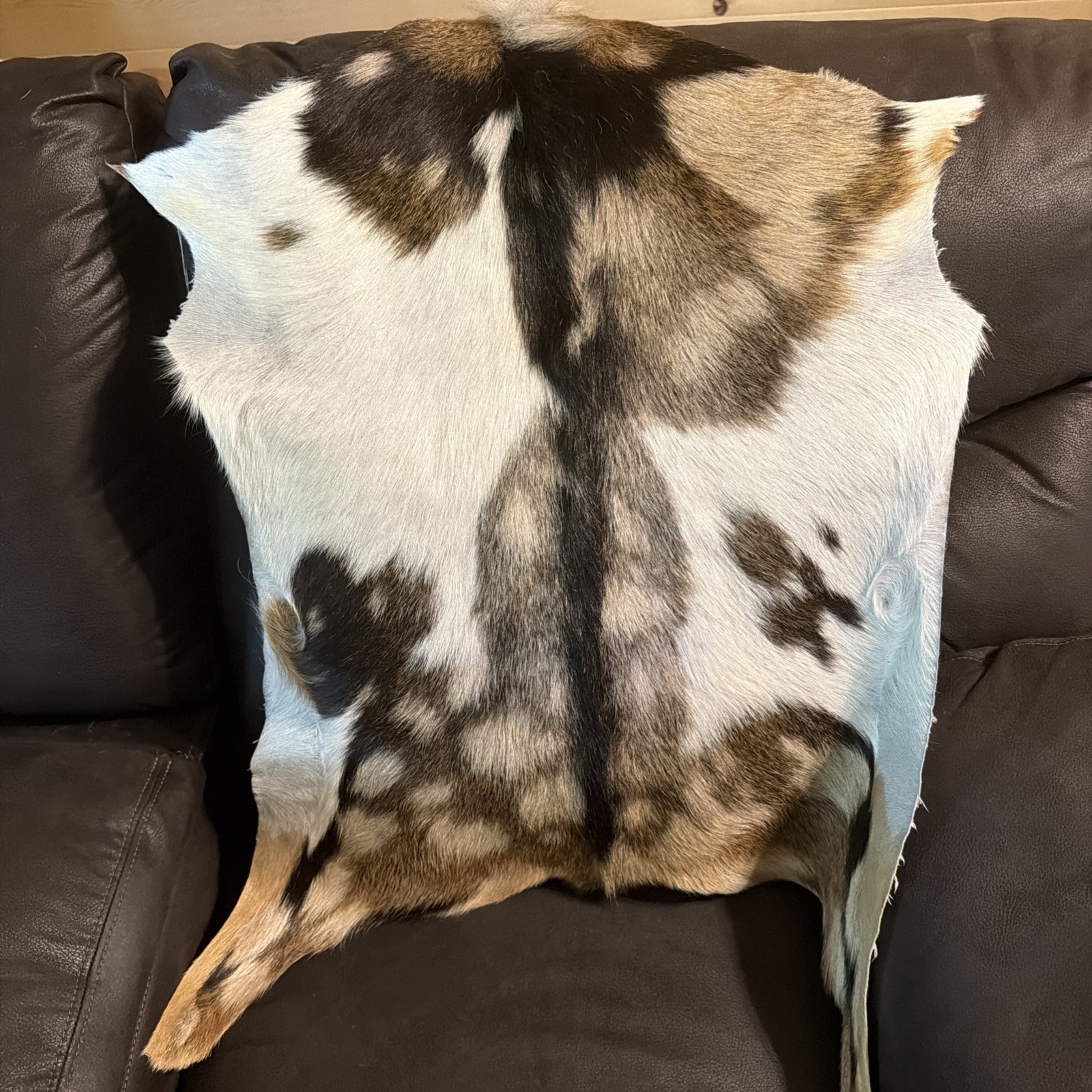 GOAT taxidermy Hide Rug Natural Pattern Fur. Excellent Condition gallery