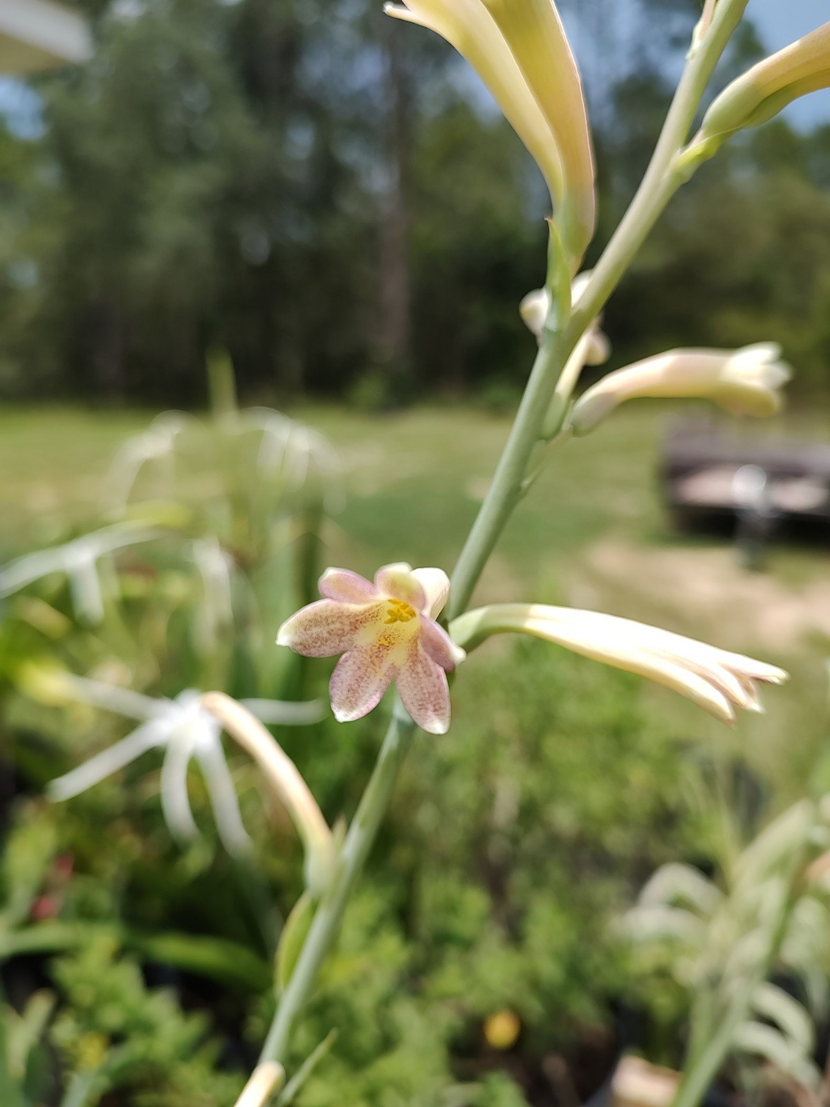 Speckled Tuberose gallery