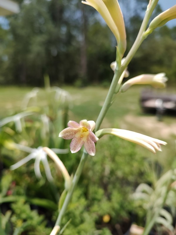 Speckled Tuberose gallery