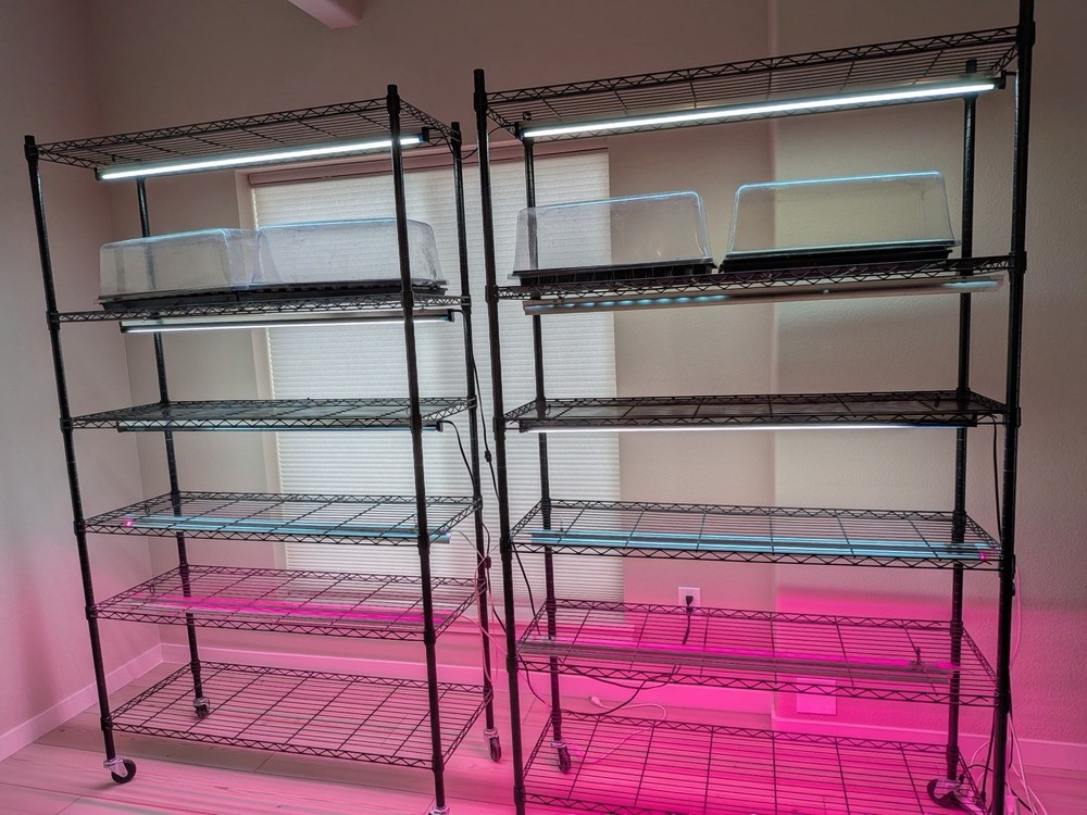 Microgreens Growing Setup
