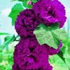 Alcea rosea | Chater's Double Violet | 20 Seeds gallery