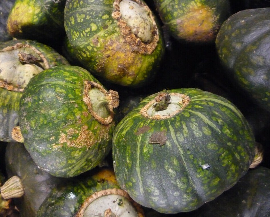 BUTTERCUP SQUASH SEEDS 15+ WINTER SQUASH Vegetable GARDEN culinary FREE SHIPPING gallery