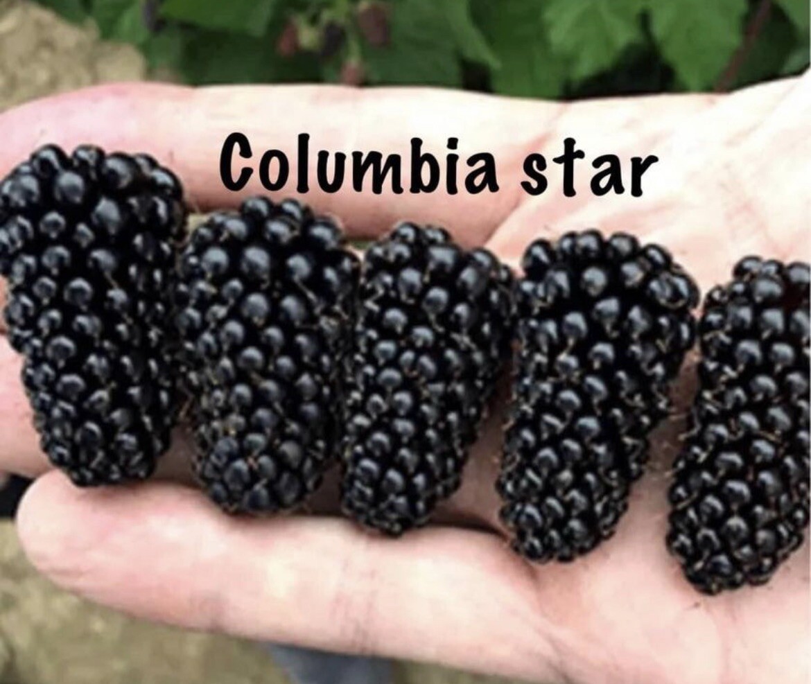 Columbia Star-Blackberry - Rubus - 4 Plants LARGEST OF ALL gallery
