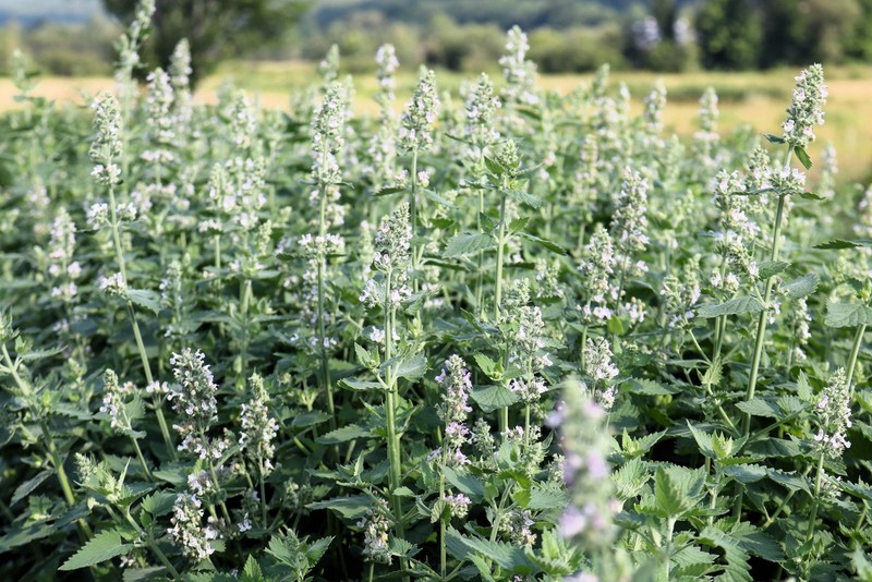 200 Lemon LEMONY CATNIP Nepeta Cataria Citrodoria Herb Flower Seeds gallery