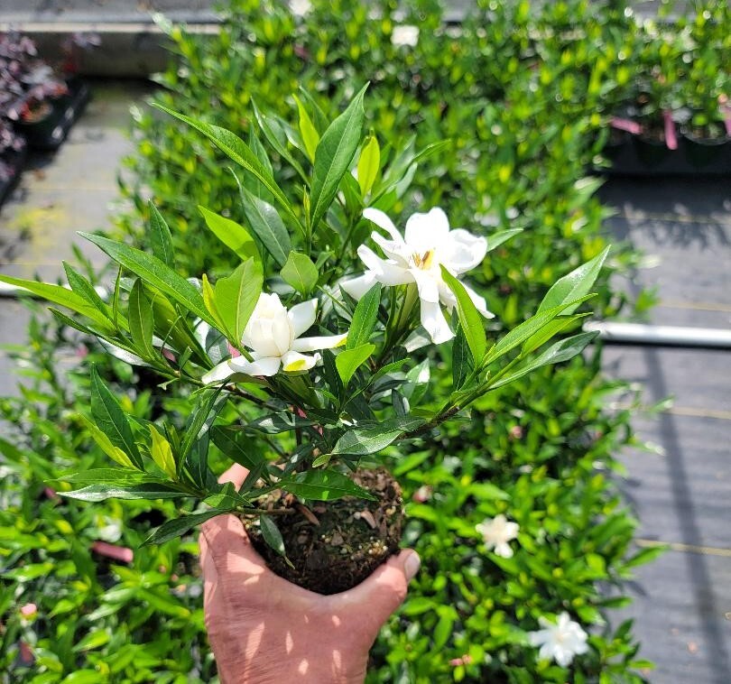 Frost Proof Gardenia ( cape jasmine ) - Live Plant - ( 1 QT ) gallery