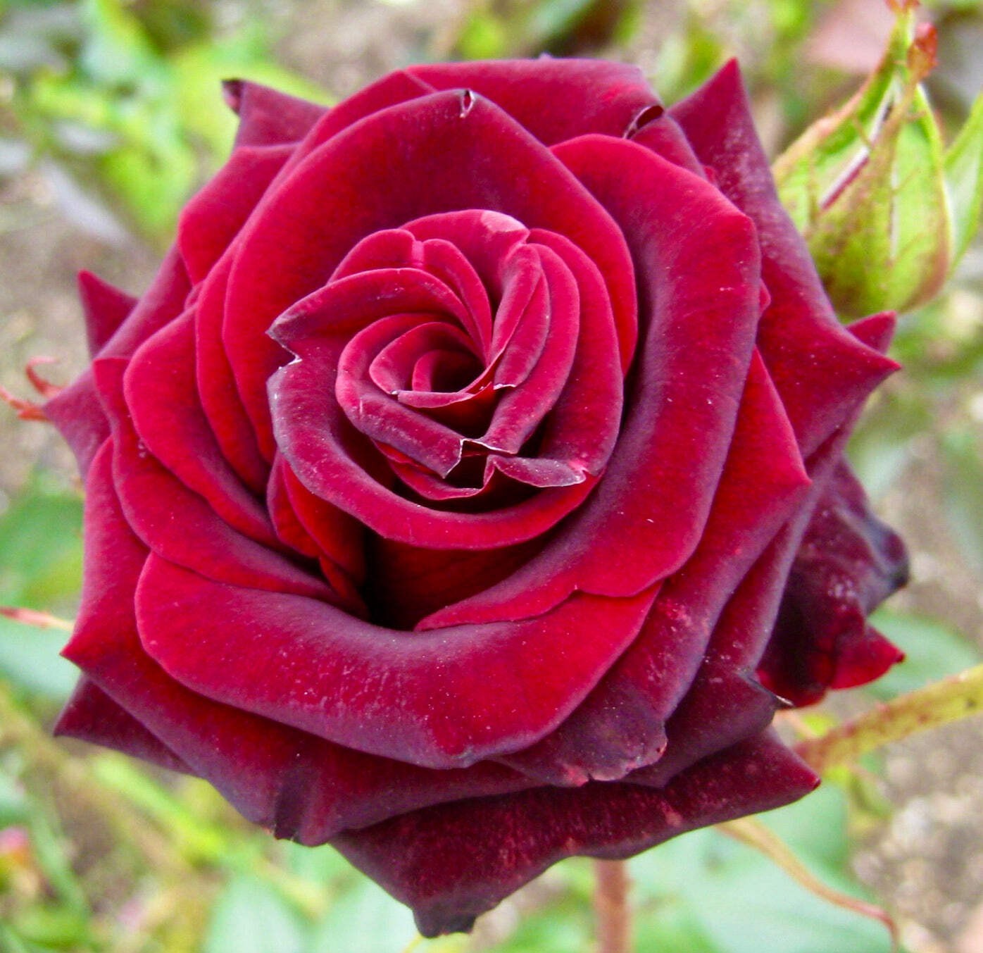 Rosa cv Black Magic - Rose | Garden rose gallery