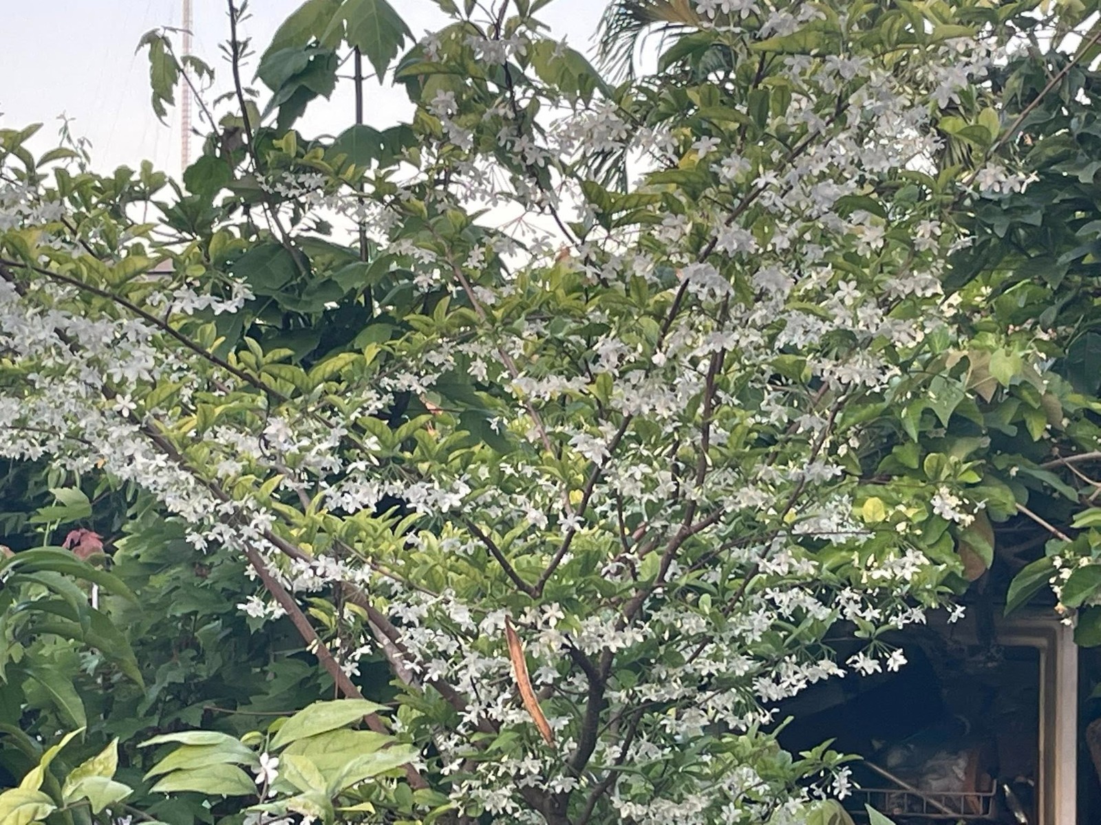 Wrightia religiosa, Water jasmine, Benth, Mok Plant gallery