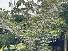 Wrightia religiosa, Water jasmine, Benth, Mok Plant