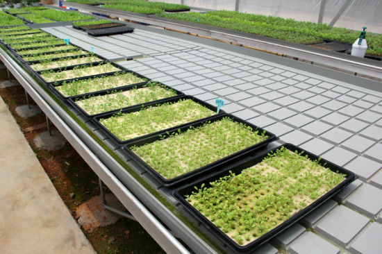 1020 Seed Starting Trays Flats HEAVY DUTY Seedlings No Holes 10"x20" FAST SHIP gallery