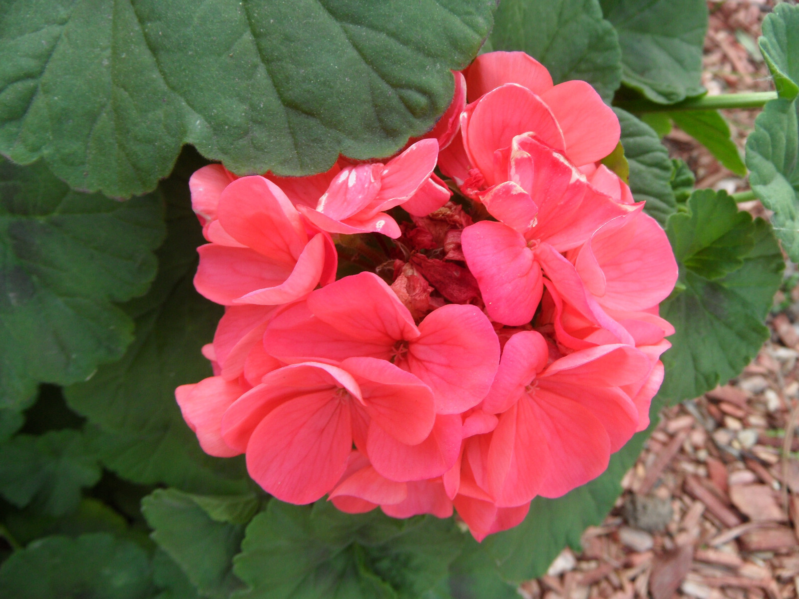 6 cuttings Geranium Orange Plant Garden Classic Zonal Geranium 5 inches length gallery