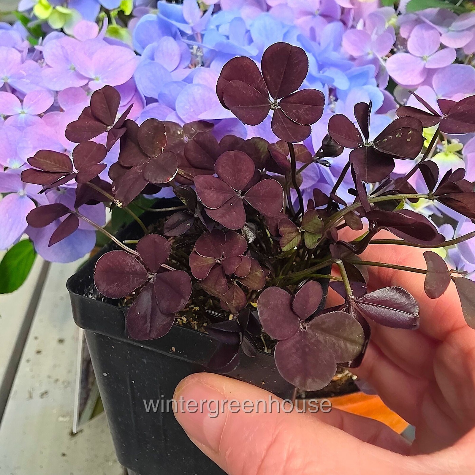 Trifolium Lucky Clover, Coco Mint, Shamrock Clover gallery