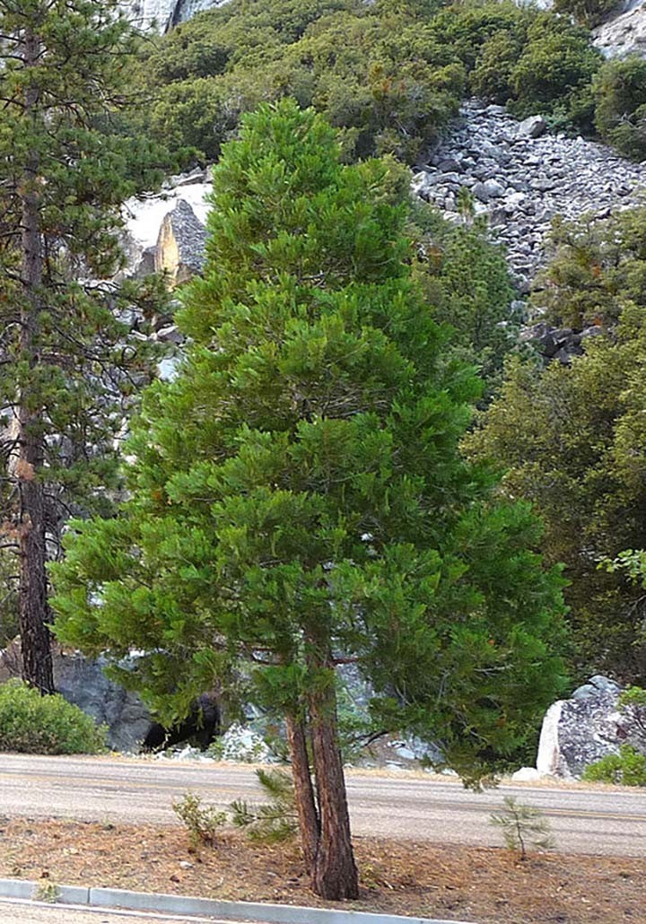 Incense Cedar, Calocedrus decurrens (Libocedrus decurrens), Tree Seeds gallery