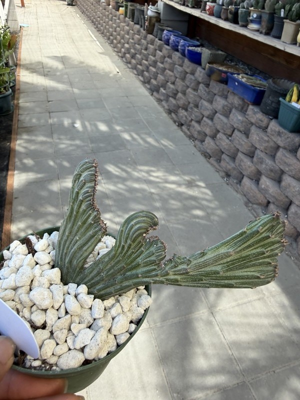 Senico Crested 🌵❤️😊 Cactus And Succulent Lover 464 gallery