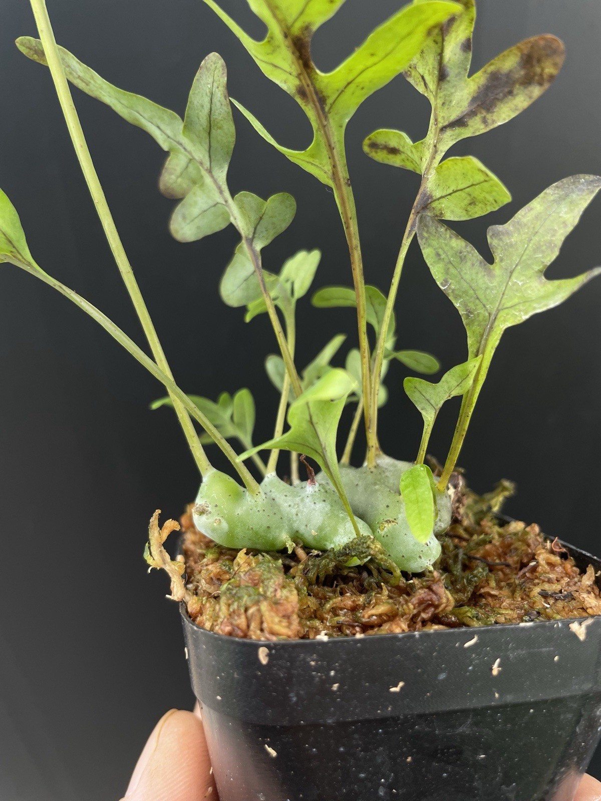 Lecanopteris cf. sinuosa Ant Fern Established Plant Exact Plant gallery