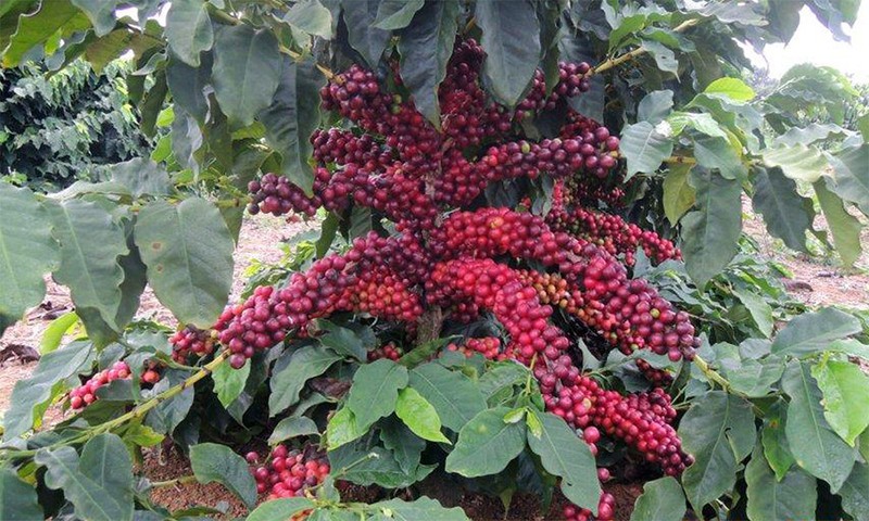 KENYA AA KAHINDU COFFEE BEANS MEDIUM ROASTED 2 POUNDS gallery