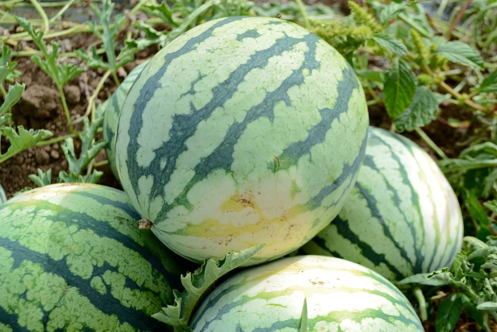 Dixie Queen Watermelon Seeds, Cuban Queen, NON-GMO, Crimson, Heirloom, FREE SHIP gallery