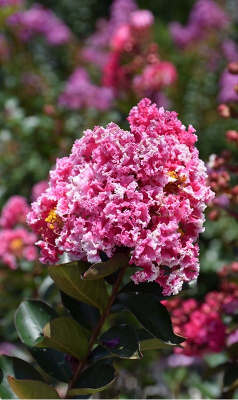 Raspberry Sunday Crape Crepe Myrtle Starter Lagerstroemia Small STARTER Plant gallery