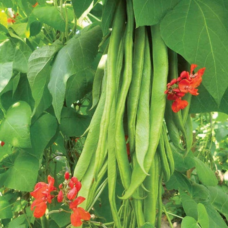Scarlet Runner Beans, Non GMO - Heirloom, EDIBLE & ORNAMENTAL, AWESOME RED COLOR gallery