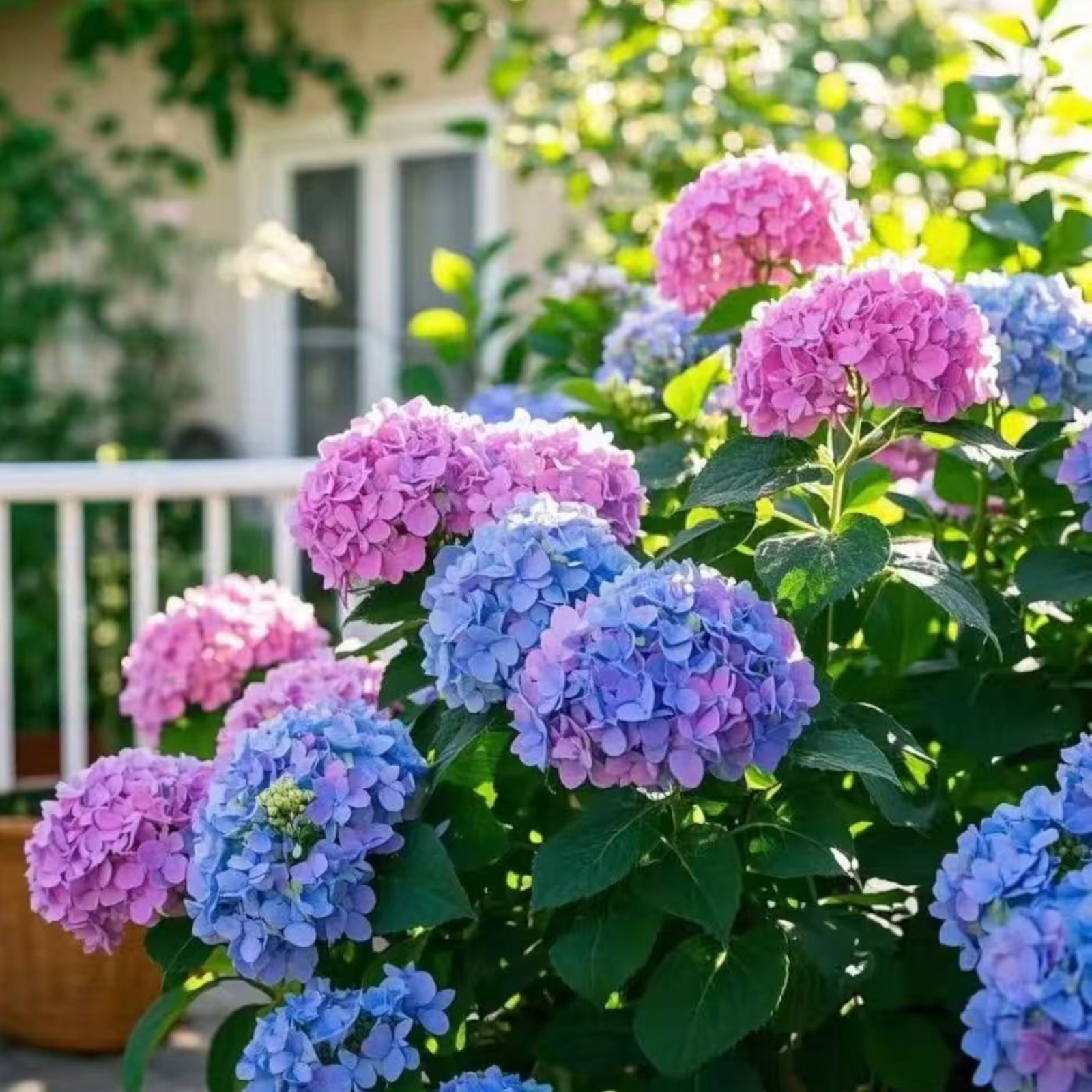 35 Mixed Color Hydrangea Seeds Vibrant Blooms in Blue, Pink & Purple for Garden gallery