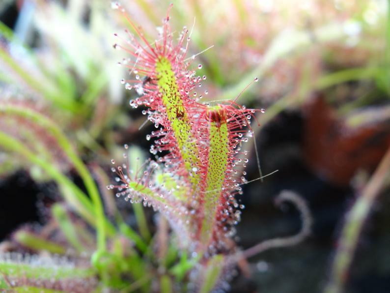 LIVE Carnivorous Cape Sundew (Drosera capensis Typical) Small Plant gallery