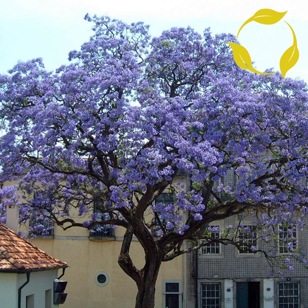PRINCESS TREE Paulownia Tomentosa - 1000 SEEDS gallery