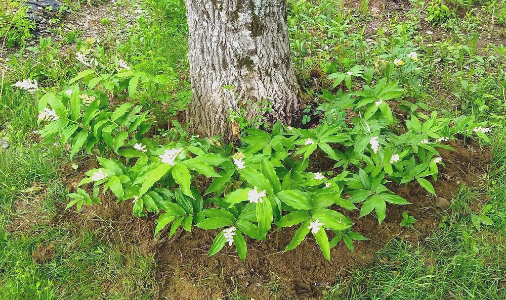 5 native false Solomons seal Maianthemum racemosa rhizomes perennial shade