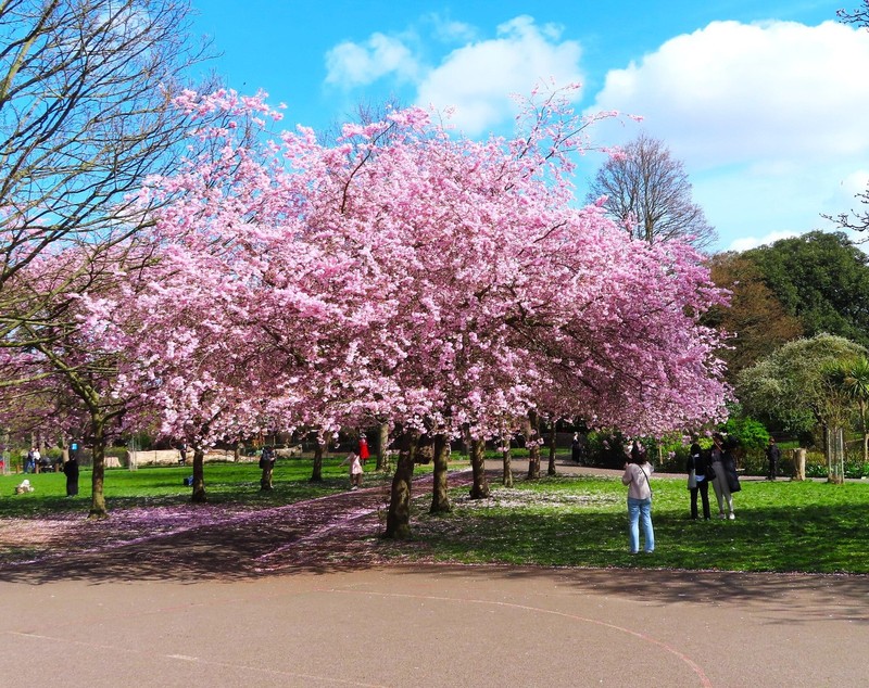 Japanese Cherry Blossom Tree Seeds - For 2026 Planting Sakura Pink Flowering gallery