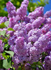 Common Lilac Live Tree - 6-12" Tall - 4" Pot - Fragrance Bush - Zones 3-7 Hardy gallery