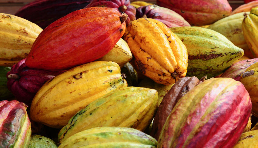 Fresh Cacao fruit (2 - 3 Lbs.) gallery