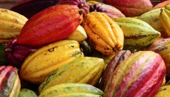Fresh Cacao fruit (2 – 3 Lbs.)