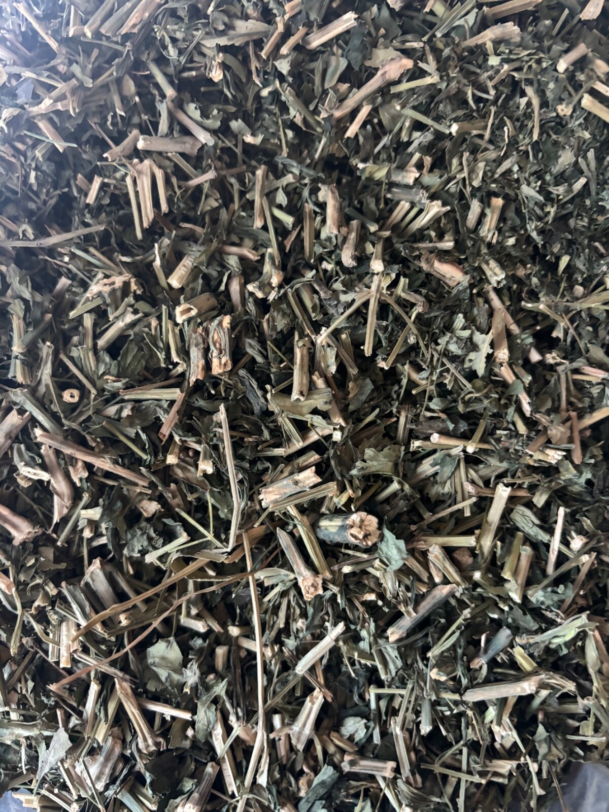 Andrographis Paniculata - 2 oz . King of Bitters High Quality Thailand Herb gallery